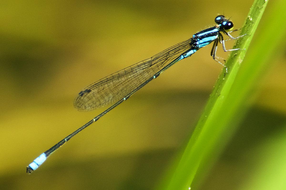 Libellules de Guyane - Acanthagrion sp. A