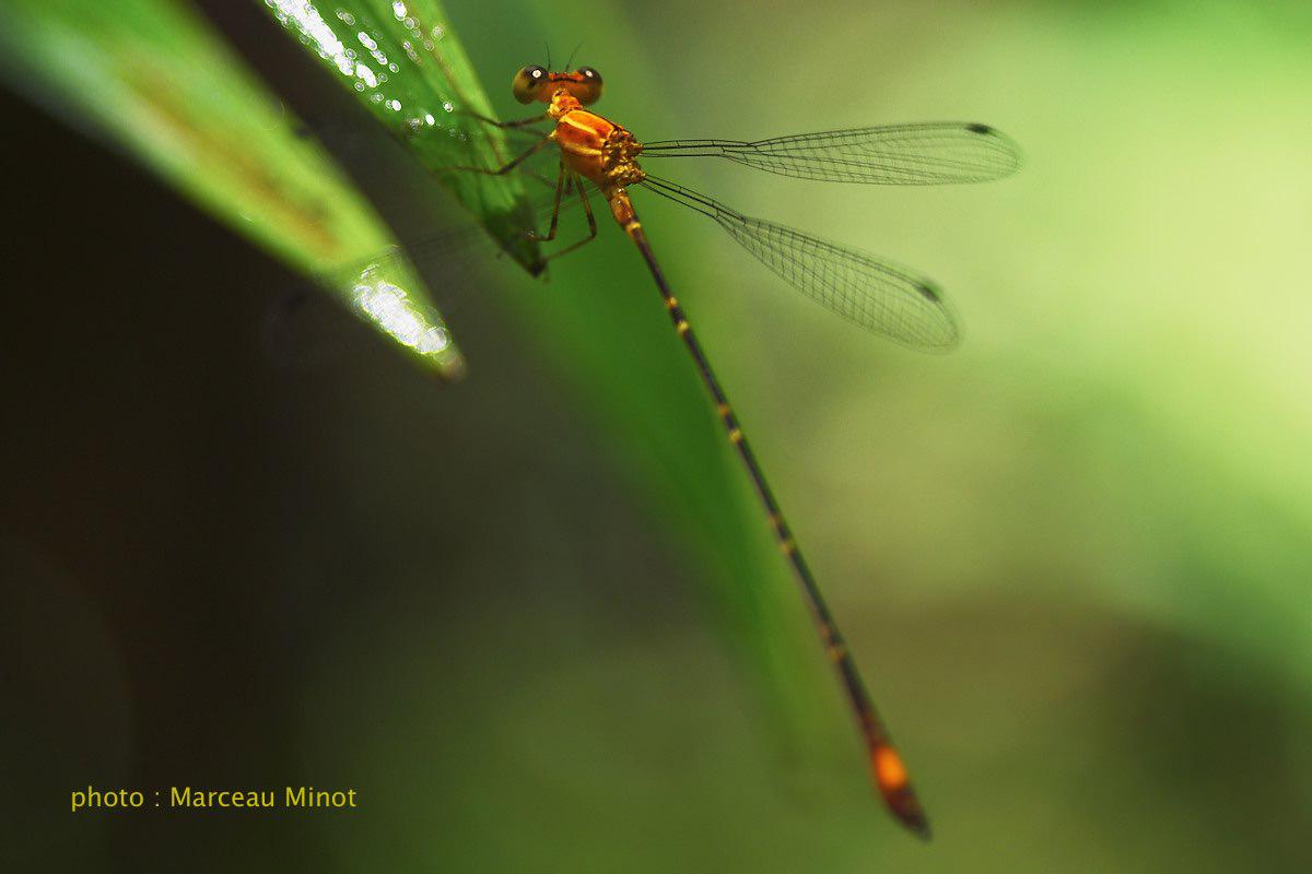 Libellules de Guyane - Heteragrion sp. A