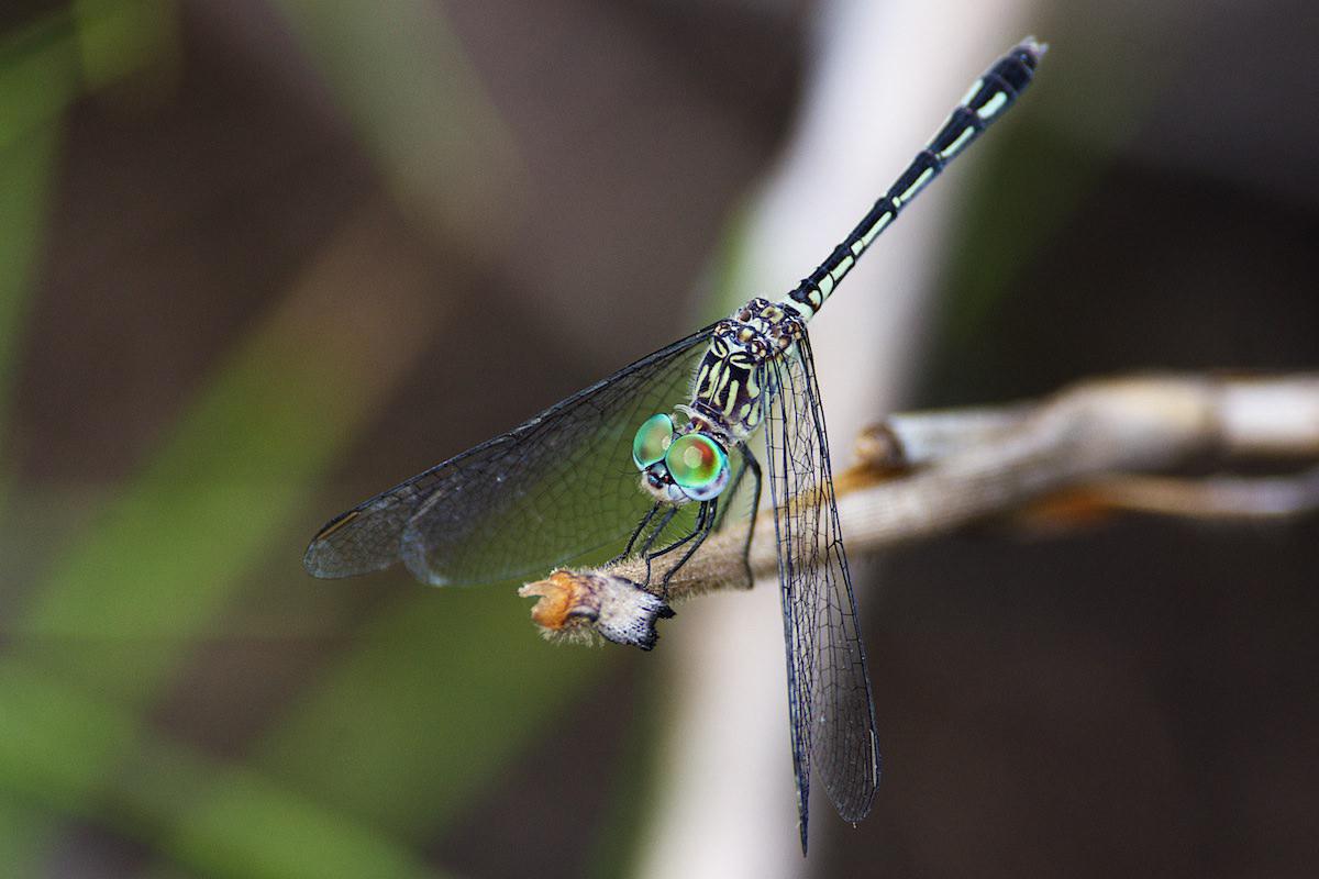 Libellules de Guyane - Micrathyria sp. A