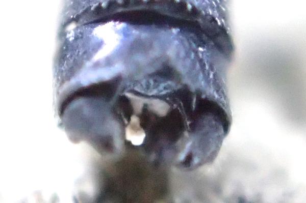 Epipleoneura fuscaenea détail des appendices anaux du mâle				