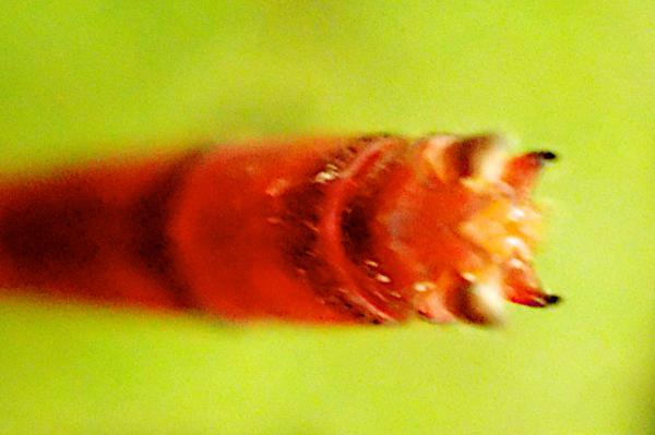 Inpabasis rosea appendices anaux du mâle			