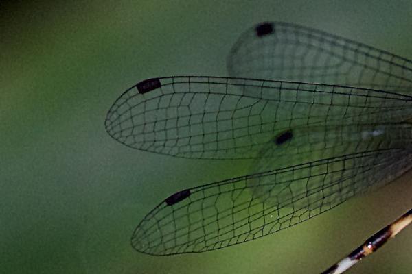 Perissolestes guianensis détail des ailes				