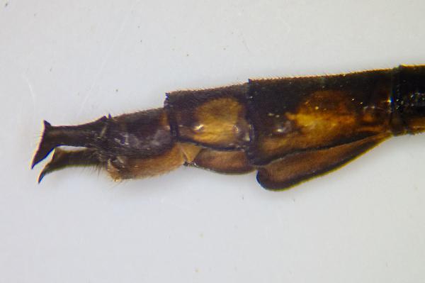 Phyllocycla neotropica appendices anaux du mâle				