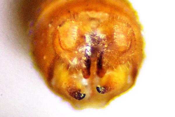 Tuberculobasis mammilaris appendices anaux du mâle				