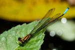 Acanthagrion apicale