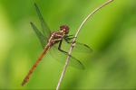 Orthemis ambirufa